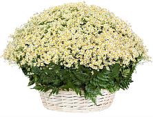 Цветочная композиция из Ромашки в корзине #REPLACE_PRED# Кемь